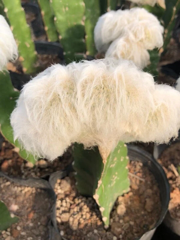 RareSucculent Plant Espostoa lanata Cristata Random Boutique 8-10CM