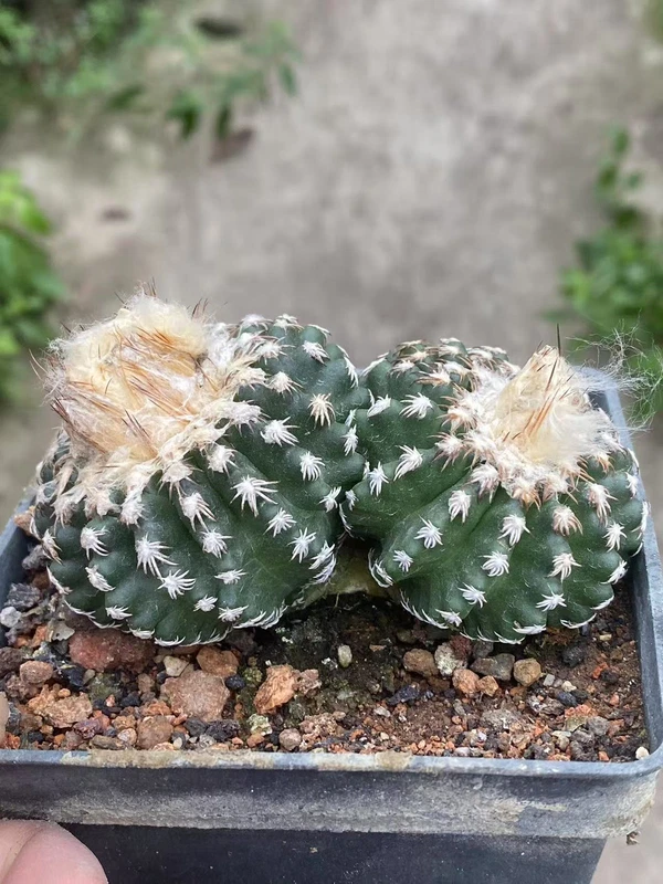 9.1CM Multi Heads Discocactus horstii Succulent cactus Plant seedgrowth WYSIWYG