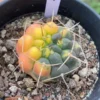 5.1CMSucculent Plant Gymnocalycium stellatum variegated seedgrowth WYSIWYG#11