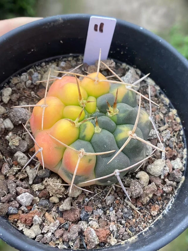 5.1CMSucculent Plant Gymnocalycium stellatum variegated seedgrowth WYSIWYG#11