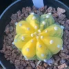 Astrophytum asterias Variegated Seedgrown Succulent Plant WYSIWYG Unique046#