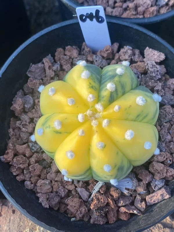 Astrophytum asterias Variegated Seedgrown Succulent Plant WYSIWYG Unique046#