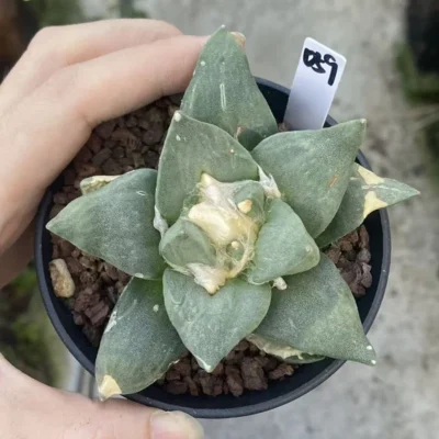 8.9CM Ariocarpus Retusus cactus Succulent Plant seedgrowth Garden WYSIWYG 059