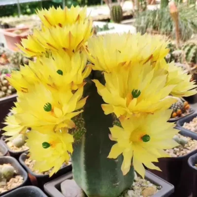 Succulent Plant Echinocereus subinermis S.-D Flowering decoration Plants