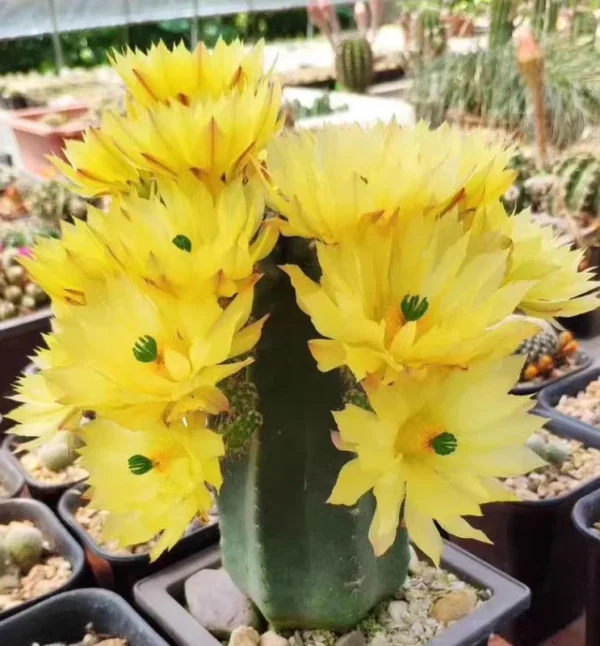 Succulent Plant Echinocereus subinermis S.-D Flowering decoration Plants