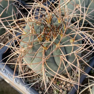 Gymnocalycium cardenasianum Home Garden Decoration Plant ownroot
