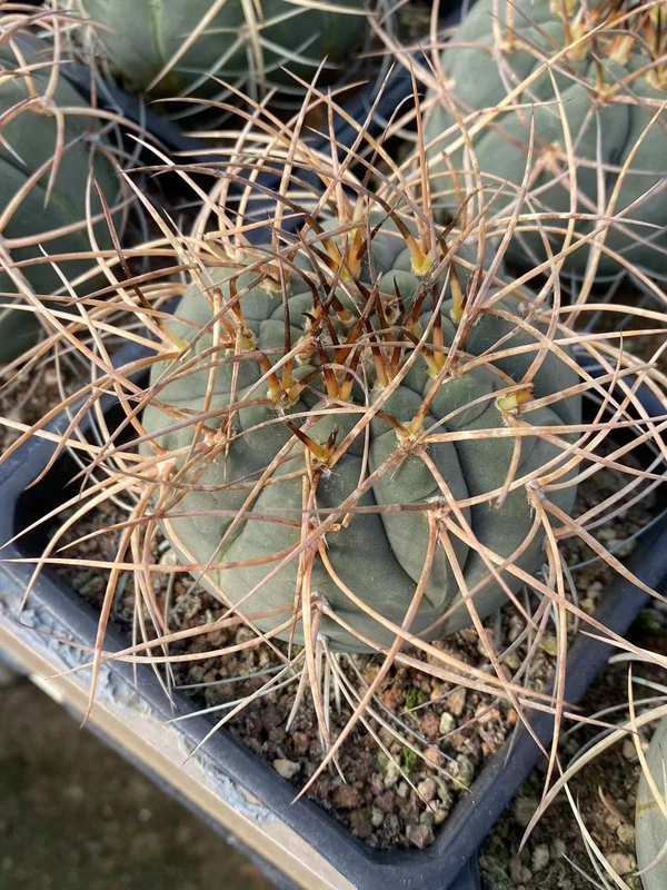 Gymnocalycium cardenasianum Home Garden Decoration Plant ownroot