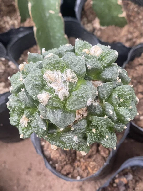 Ariocarpus 'Godzilla' Multi Heads RareSucculents Garden Décor Boutique WYSIWYG4