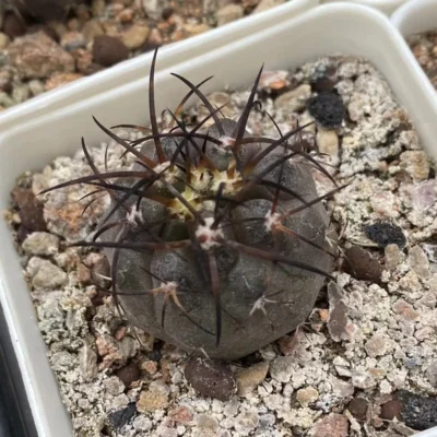 RareSucculent Plant Copiapoa griseoviolacea OwnRoot Garden Décor Boutique