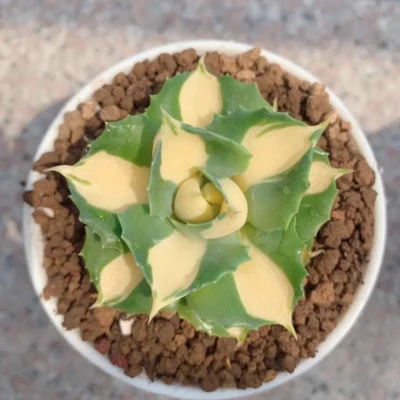 4-5CM Succulent Plant var.Verschaffeltii Compacta Agavaceae Agave Potatorum