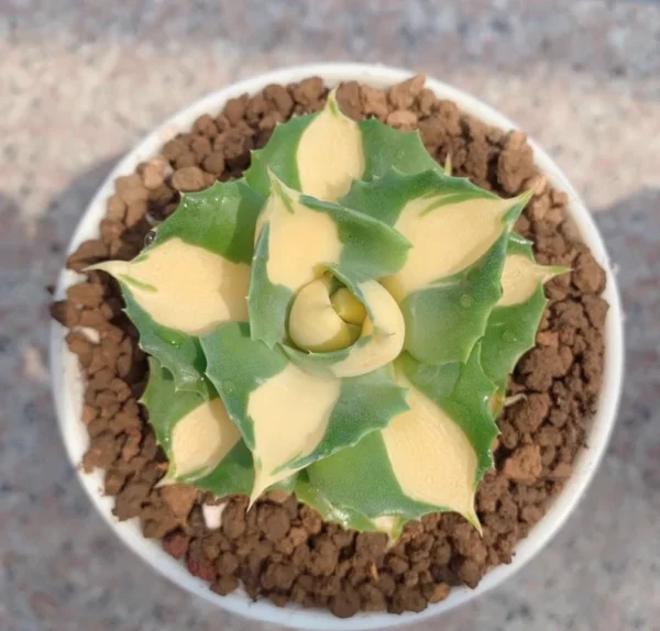 4-5CM Succulent Plant var.Verschaffeltii Compacta Agavaceae Agave Potatorum