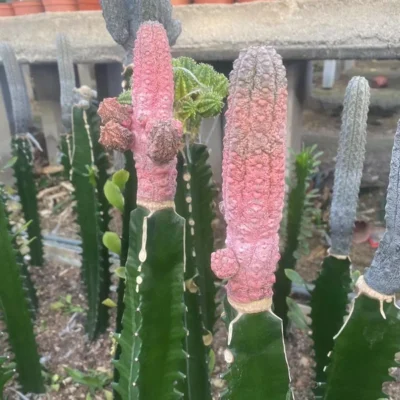 8-10cm Red Euphorbia abdelkuri varigated Euphorbiaceae cactus Succulent plants