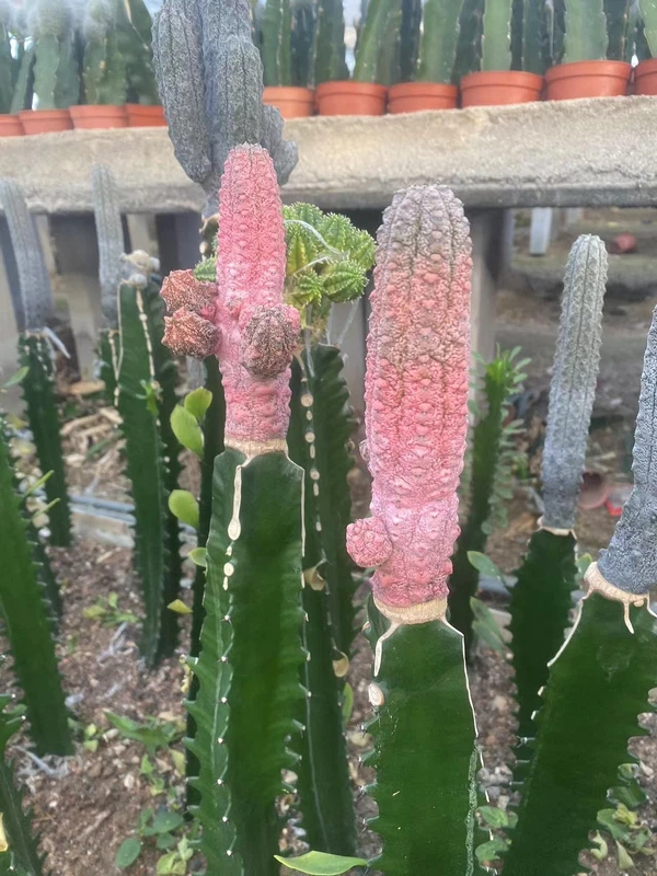 8-10cm Red Euphorbia abdelkuri varigated Euphorbiaceae cactus Succulent plants