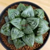 Succulent plants Haworthia Garden decoration Plants 7-8cm
