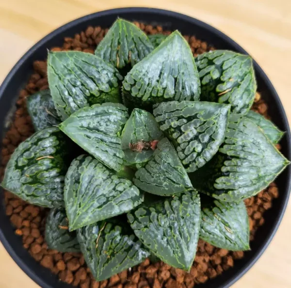 Succulent plants Haworthia Garden decoration Plants 7-8cm