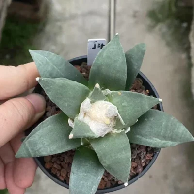 Ariocarpus Retusus Scheidw Succulent Cactus Plant seedgrowth WYSIWYG