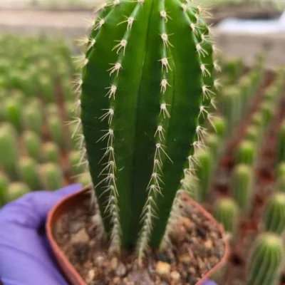 2PCSGolden Saguaro - Neobuxbaumia polylopha cactus Cacti Succulent high 5-7CM