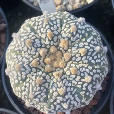 Astrophytum Asterias V-type Succulent Cactus Plant Cactaceae Beautiful WYSIWYGA5