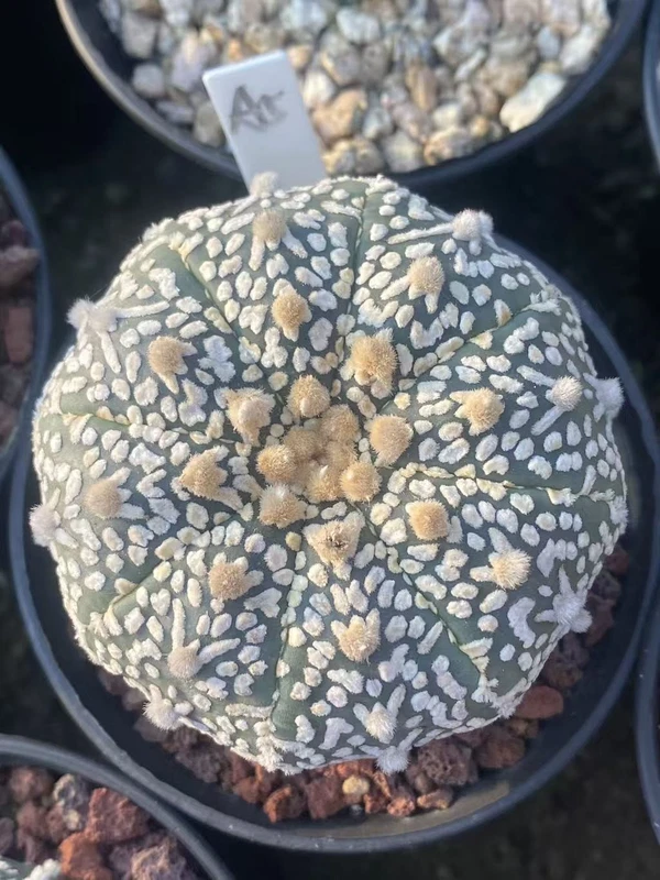 Astrophytum Asterias V-type Succulent Cactus Plant Cactaceae Beautiful WYSIWYGA5