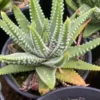 Haworthia Succulent cactus Plant Garden Décor Boutique