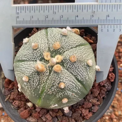 Astrophytum asterias Seedgrown Succulent Plant WYSIWYG Unique 14#