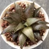 Haworthia tesselata x koelmaniorum cactus Cacti Succulent cactus plant 7CM