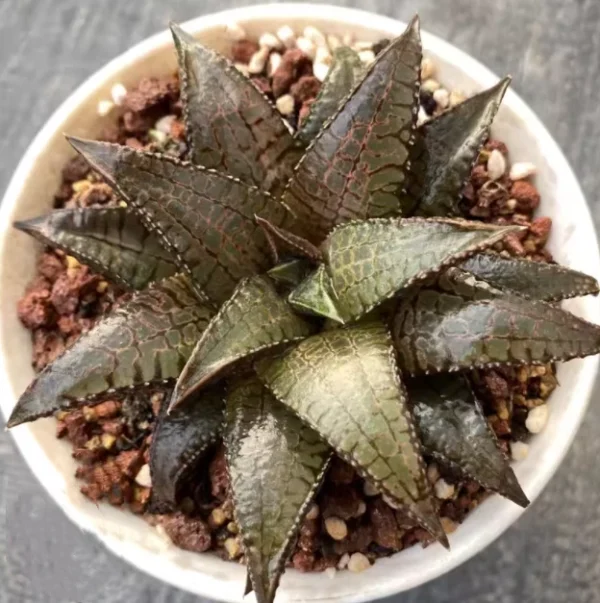 Haworthia tesselata x koelmaniorum cactus Cacti Succulent cactus plant 7CM