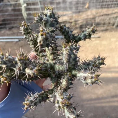 Euphorbia horwoodii Multi Heads Succulent plants Garden Décor Boutique