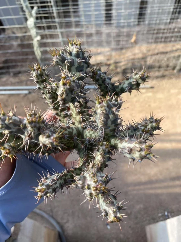 RareSucculent Plant Euphorbia Meloformis Variegated Garden Décor Boutique