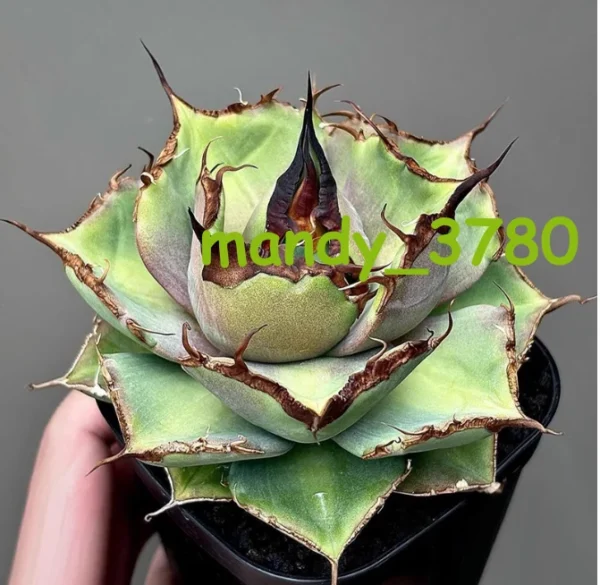 8-12cm Agave Titanota Black Panther Tequila Family Cape diamond