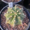 Gymnocalycium mihanovichii variegated Succulent plants Boutique Garden WYSIWYGA7