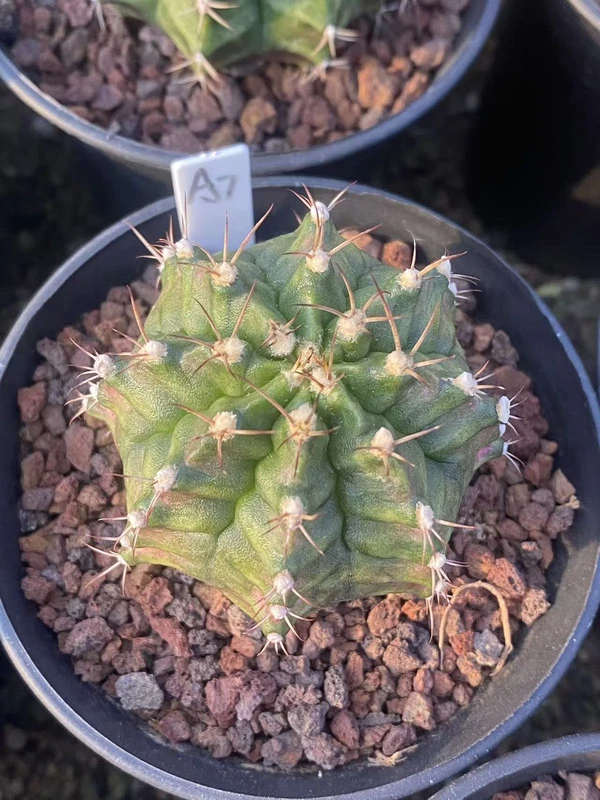 Gymnocalycium mihanovichii variegated Succulent plants Boutique Garden WYSIWYGA7