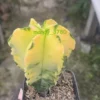 Astrophytum myriostygma variegated Seedgrown WYSIWYG 4.13