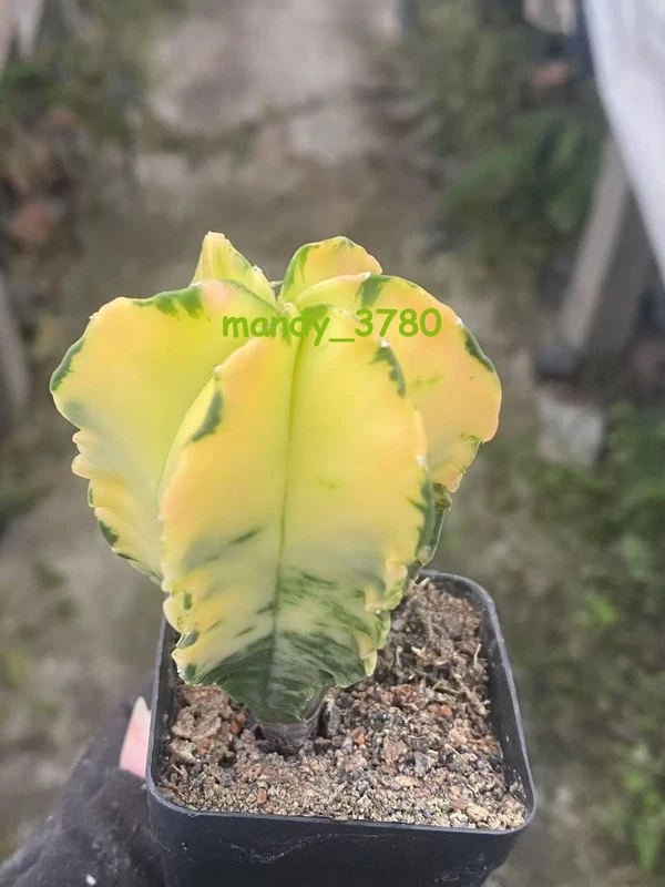 Astrophytum myriostygma variegated Seedgrown WYSIWYG 4.13