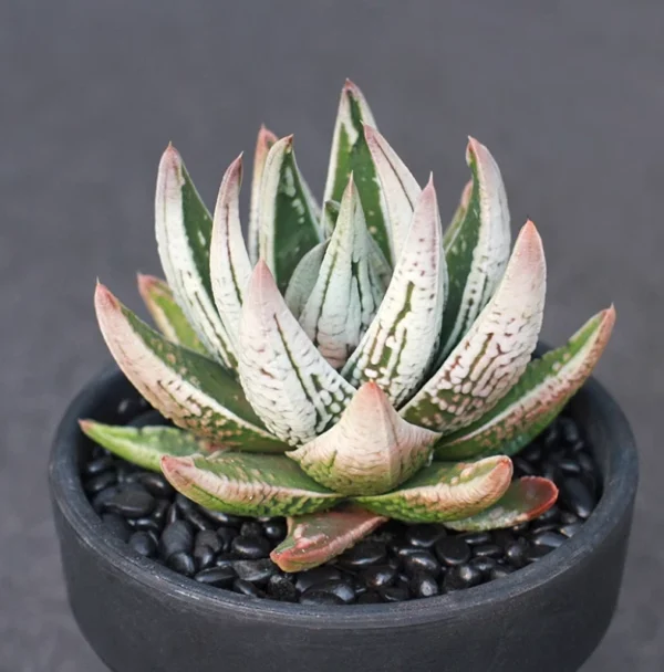 2PCS RareSucculents Plant Haworthia Kingiana Hybrid Liliaceae Home Garden 5-7CM