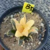 RareSucculent Plant Haworthia pubescens M.B.Bayer Variegated WYSIWYG