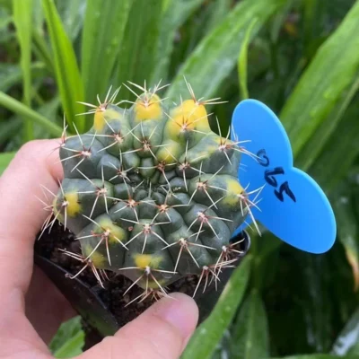 RareSucculent Plant Gymnocalycium baldianum Variegated seedgrowth WYSIWG 065#