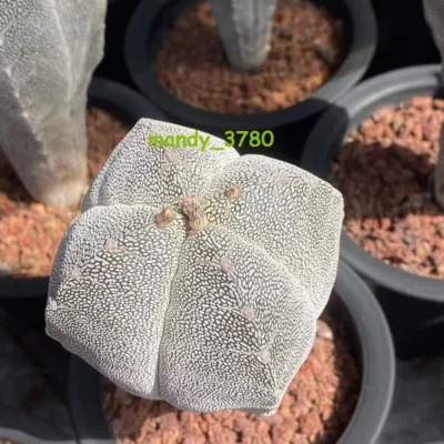 Astrophytum Myriostigma Onzuka V typle Cactus Plants seedgrowth 5CM