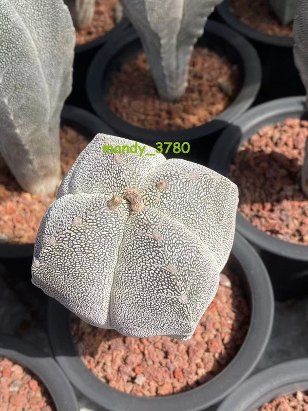 Astrophytum Myriostigma Onzuka V typle Cactus Plants seedgrowth 5CM