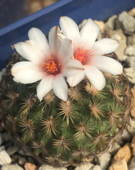 RareSucculent Plant Turbinicarpussaueri ssp. ysabelae ownroots 3CM