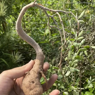 RarePlant SucculentCyphostemma laza OwnRoot WYSIWYG Caudex Boutique 3#