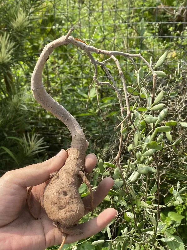 RarePlant SucculentCyphostemma laza OwnRoot WYSIWYG Caudex Boutique 3#