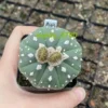 RareSucculent Plant“V"pattern Astrophytum asterias seedgrowth WYSIWYG A33