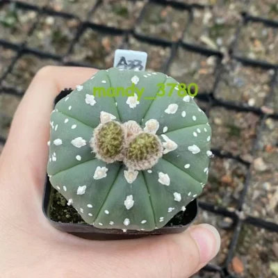 RareSucculent Plant“V"pattern Astrophytum asterias seedgrowth WYSIWYG A33