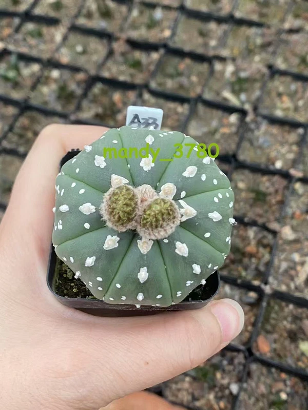 RareSucculent Plant“V"pattern Astrophytum asterias seedgrowth WYSIWYG A33