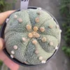 Astrophytum asterias seedgrowth cactus Succulents Boutique WYSIWYG K21