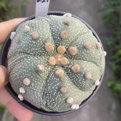 Astrophytum asterias seedgrowth cactus Succulents Boutique WYSIWYG K21
