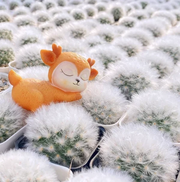 Rarecactus Succulent Plants Mammillaria bocasana multilanata Garden Plants