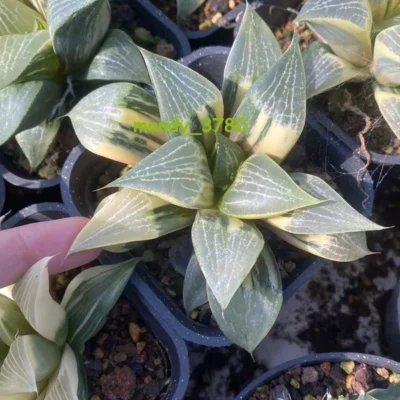 Haworthia emelyae var. comptoniana variegated Succulent Plant 8-10CM