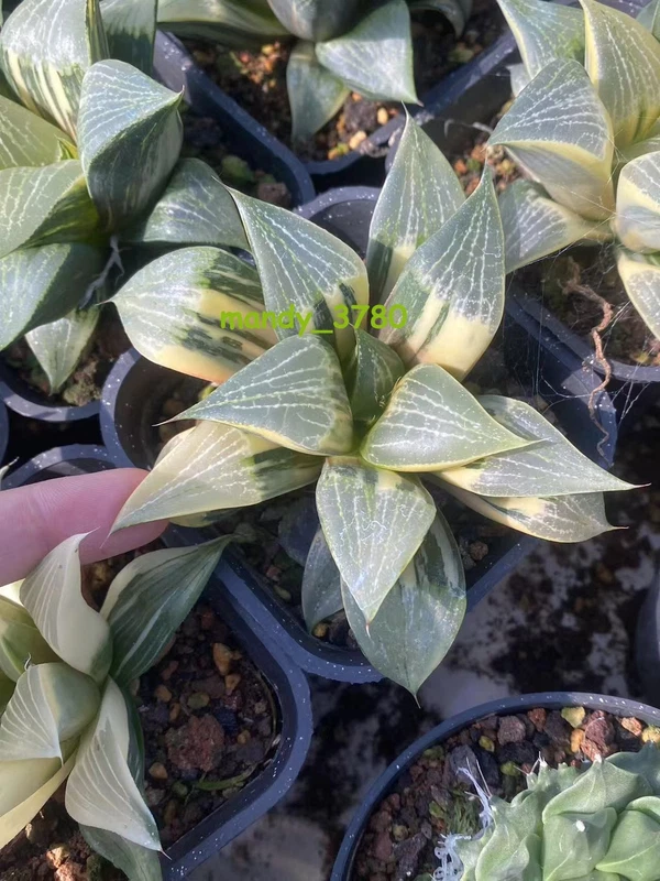 Haworthia emelyae var. comptoniana variegated Succulent Plant 8-10CM
